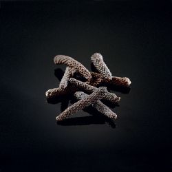 Long black pepper from Kampot